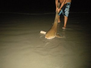 My friend  Jeremy caught this shark behind and just south of the South Lori Wilson Park beach, back in like August 2010.