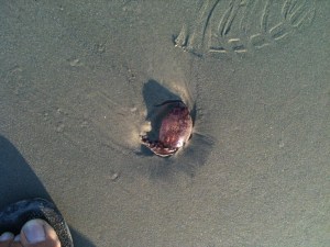 jellyfish found at the end of johnson avenue, may 25,2011.  This is image one taken with a phone.
