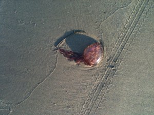 For the really curious person, here's a close up :) of the jellyfish.