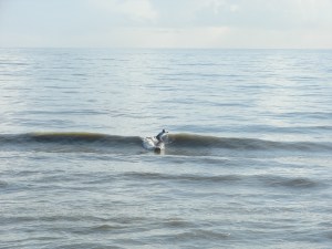 Image 1 of 4 shot sequence, longboarder on a perfect glass waist high left.  Definitely a fun cruiser wave for a 3 foot 7 second period wind swell.  We are getting some  from the little NE'ster we've had, along with the first very light push (SSE swell) coming in from 2000 miles away Tropical Storm Ophelia.  Photo by Art