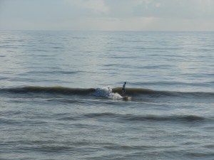 Image 2 of 4 shot sequence, longboarder on a perfect glass waist high left.