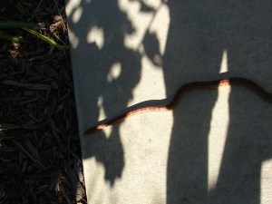 Security shift over ;)  (a Harmless Red Rat Snake)