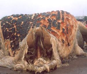 Sea Lice photo, blown up 1000 percent, I believe