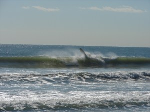 Beautiful waves, and a lot of closeouts.  Image 3 of 3 shot sequence. Dr. John enjoyed the sweet spot of this wave before taking his exit.