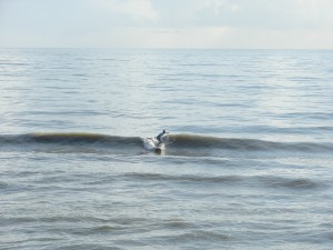 A small 2.5 to 3 foot winds swell at 7 seconds, at Hightowers/RC's.  Image 1 of 4 in sequence.  Photos by Oldwaverider