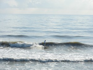 Image 4 of 4 of a nice long cruiser left in Satellite Beach.