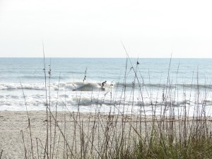 He throws a little spray to add color between the Sea Oats...image 3 of 5 in sequence. Johnson Ave.