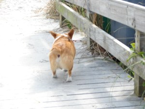 Dammit!  I hope I'll be able to see Mike catch a wave, from down here.  His dog was tellin me he's surfin again now that his dog is house trained :)
