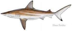 black-tip-diane-peebles-credit